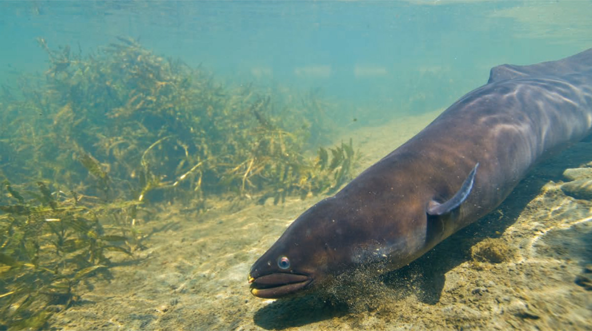RIVER-OF-LIFE-long-fin-eel