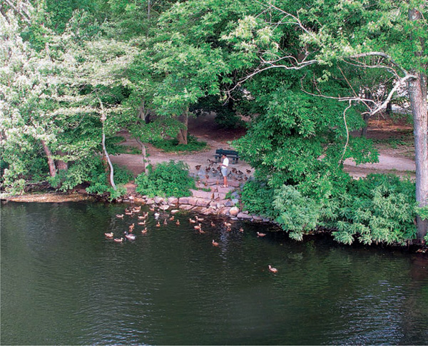 Boston-spirit-suburb-Watertown-picturesque-calm-geese-ducks
