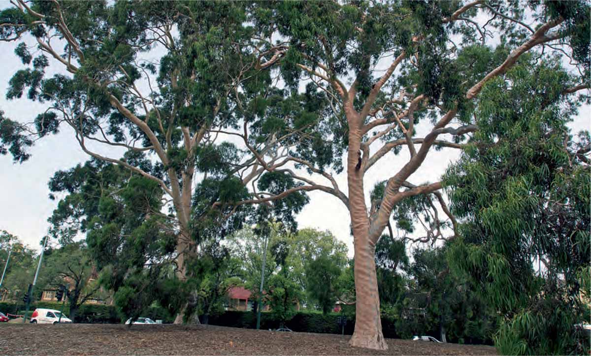 Technology-and-the-Urban-Landscape-Heritage-trees-Corymbia-citriodora-Parkville-Victoria