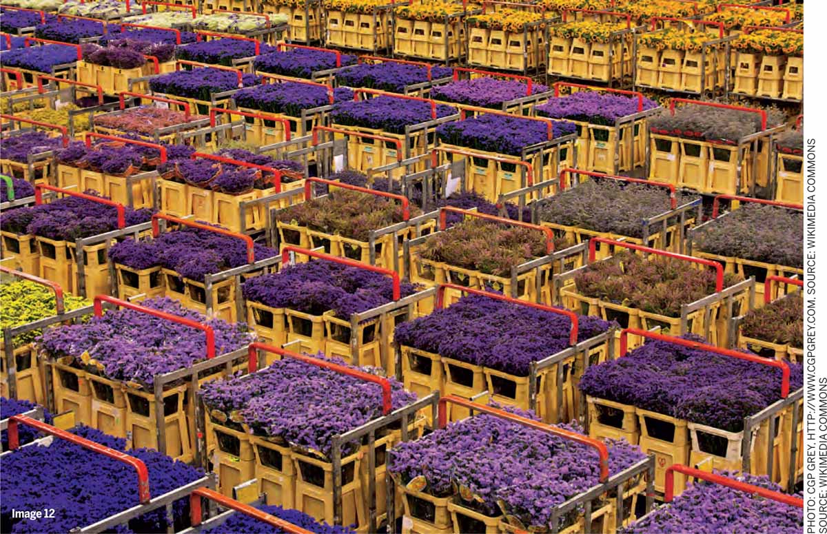 Technology-Transformed-Urban-Lives-Flowers-boxed-export-Netherlands