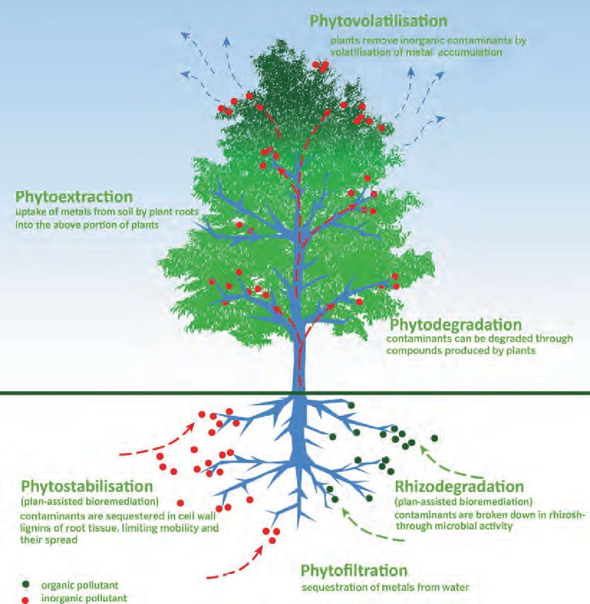 Strategy-Soil-Contamination-Natural-remediation-processes
