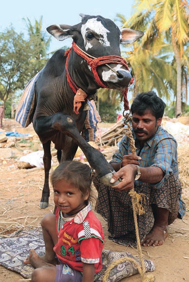 Basava-Project-master-training-young-bull-stunt