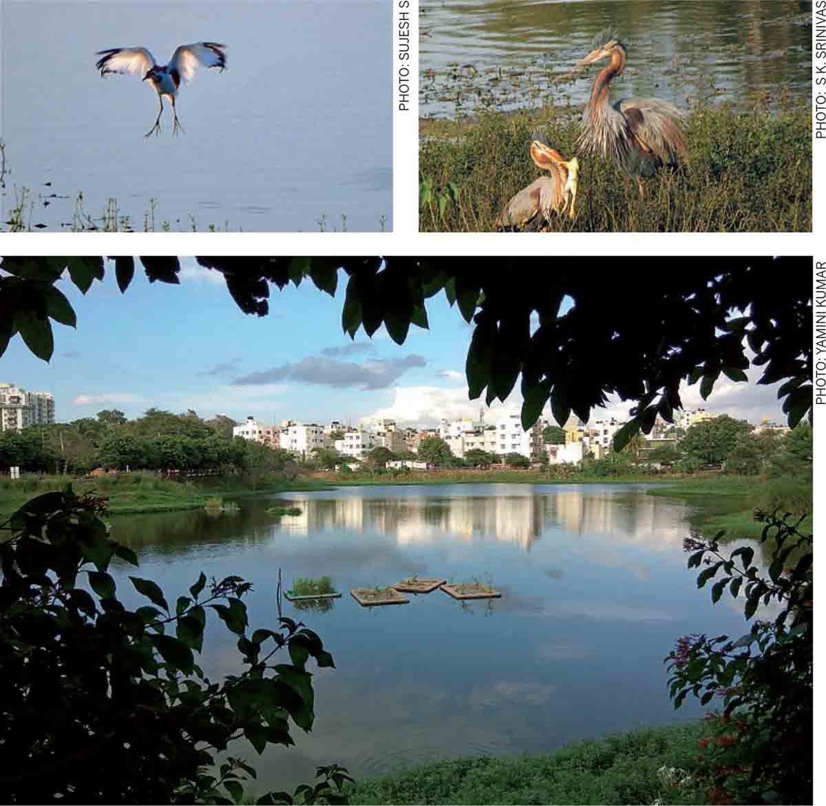 Flora-Fauna-Cities-Pheasant-Tailed-Jacana-Puttenahalli-lake-Purple-Herons-Floating-Islands-PVC-purifying-water