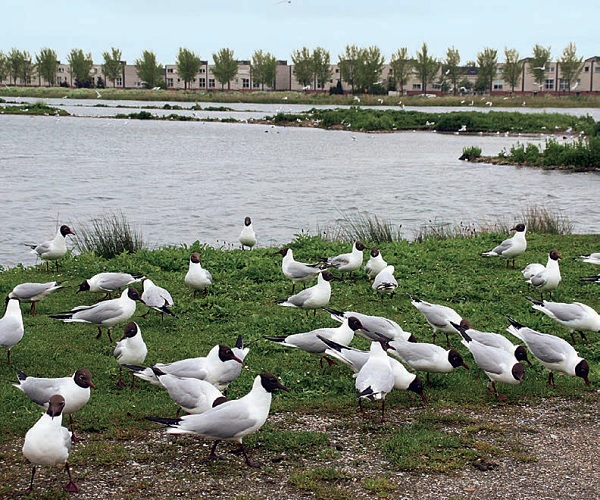 Flora-and-Fauna-Cities-colony-Black-Headed-Gulls-Benthuizerplas