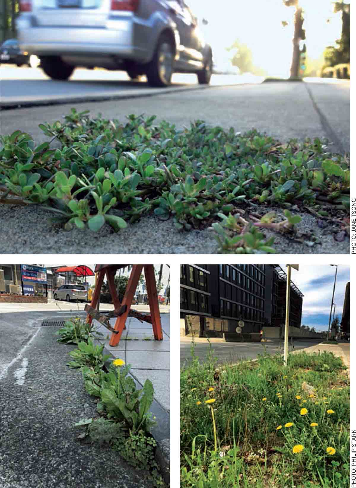 LIVING-LOS-ANGELES-Tending-Wilderness-Pioneer-plants-purslane-unstoppable-growth-edible-greens-dandelions-relatives-Atami-Japan-Luxembourg