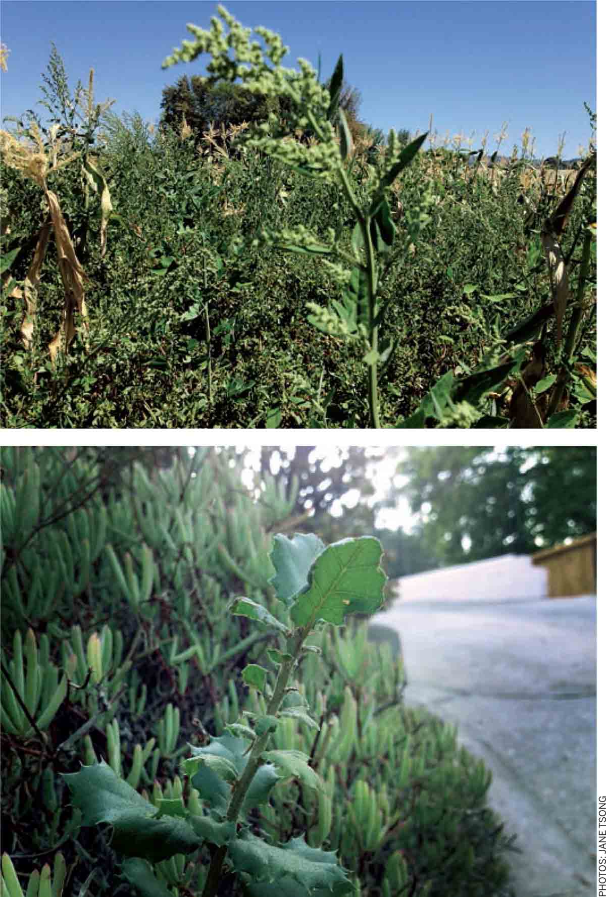LIVING-LOS-ANGELES-Tending-Wilderness-River-lambs-quarters-highly-nutritious-edible-weed-corn-seedling-oak-habitat-insect-species-native-plants
