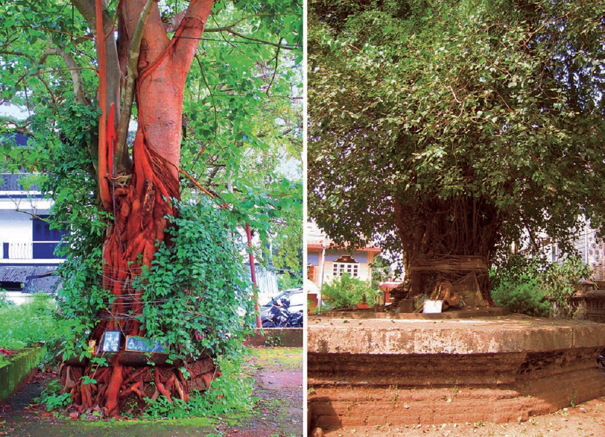 MILLENNIAL-PARADIGM-INDIAN-URBANISM-Consecrated-Tree-Sacred-urban-marked-threads-symbols