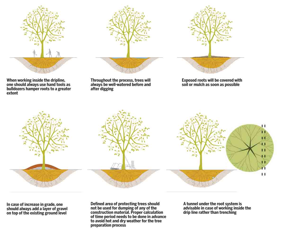 Sustainable-Approach-Trees-Preparing-protecting-stage-2