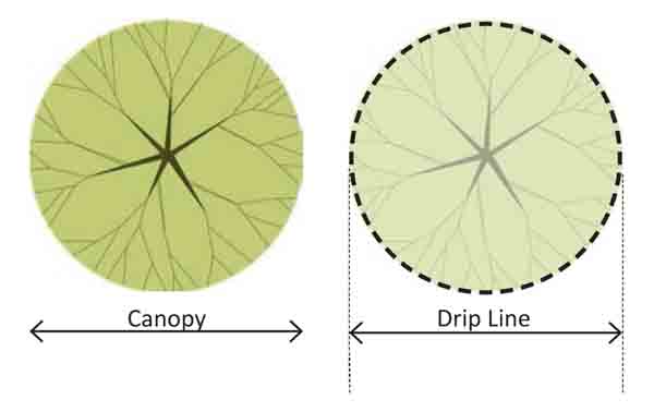 Sustainable-Approach-Trees-Preparing-protecting-stage