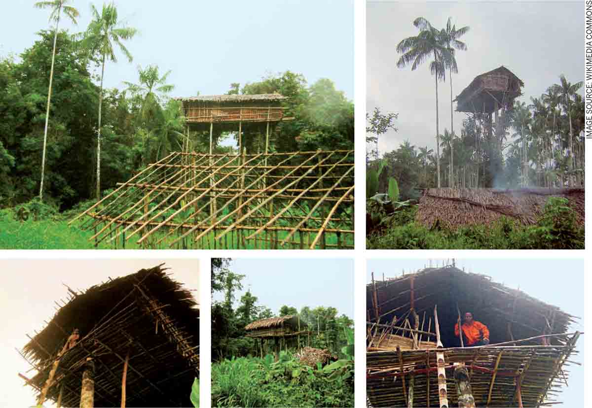 Tree-Houses-Korowai-trees-30-120-feet-above-ground