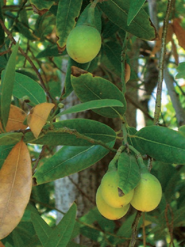 Ideal-Urban-Trees-evergreen-bay-little-maintenance-fragrant-western-states