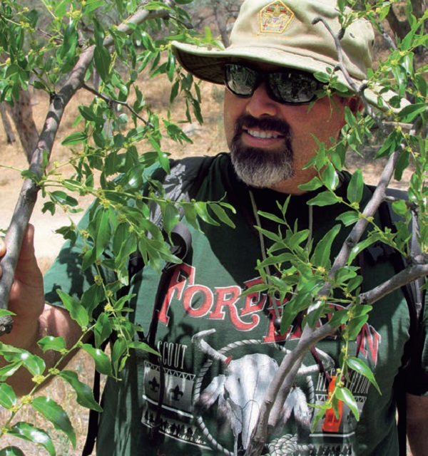 Ideal-Urban-Trees-jujube-tree-Chinese-date-drought-tolerant-easyto-grow-long-lived-fruit
