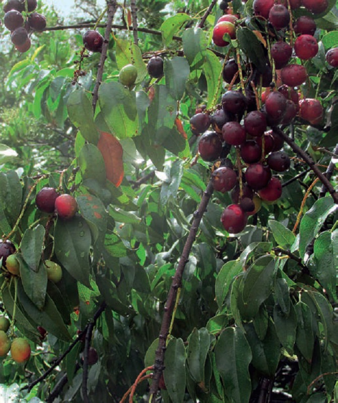 Ideal-Urban-Trees-native-Catalina-Island-cherry-evergreen-edible-fruit-Various-Prunus-species-North-America