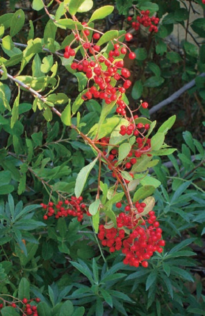 Ideal-Urban-Trees-toyon-Christmas-Holly-evergreen-hardy-tree-suited-dry-areas