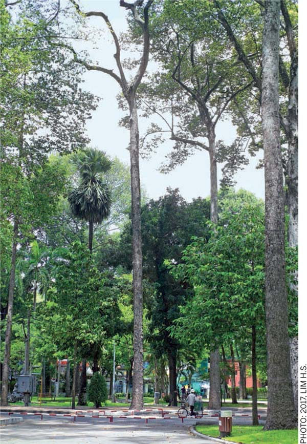 Reciprocity-Landscape-Infrastructire-Centuries-old-Hopea-odorata-trees-Tao-Dan-Park-Truong-Dinh-Street-Ho-Chi-Minh-City