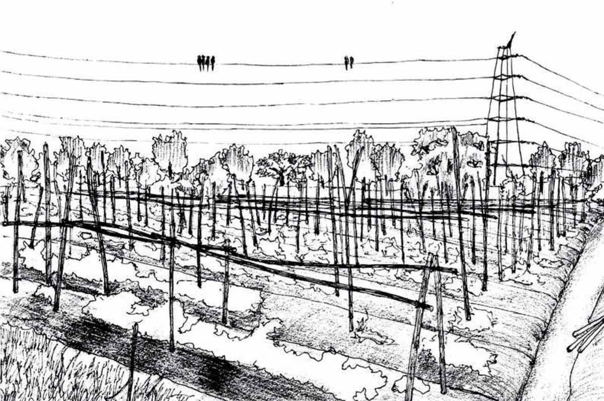 Landscape-Urban-Agriculture-Farmizen-Bengaluru-Ideal-farming-conditions