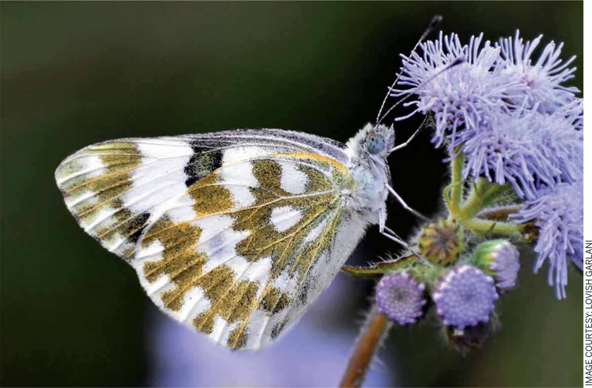 Sewing-Socio-Ecological-Systems-Bath-White-Pontia-daplidice-butterfly-collecting-nectar-Ageratum-conyzoides-Palampur-Himachal-Pradesh-India