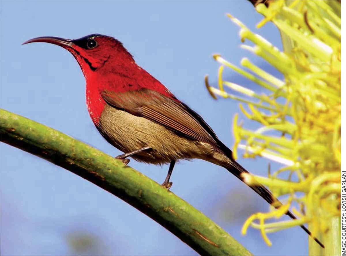 Sewing-Socio-Ecological-Systems-Crimson-sunbird-Aethopyga-siparaja-Agave-desmettiana-Garli-Himachal-Pradesh-India