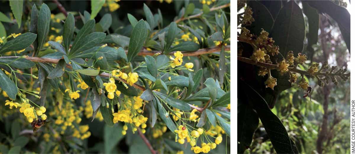 Sewing-Socio-Ecological-Systems-Indian-Barberry-Berberis-aristata-Kullu-Himachal-Pradesh-India-sub-Himalayan-Ayurveda-Further-butterflies-larval-Mangiferra-indica