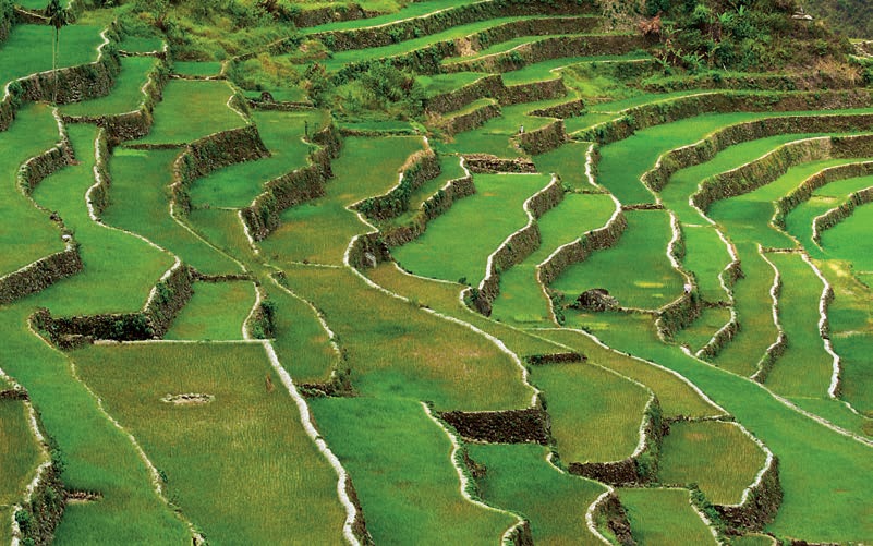 Banes-Ifugao-Rice-terraces-Detail