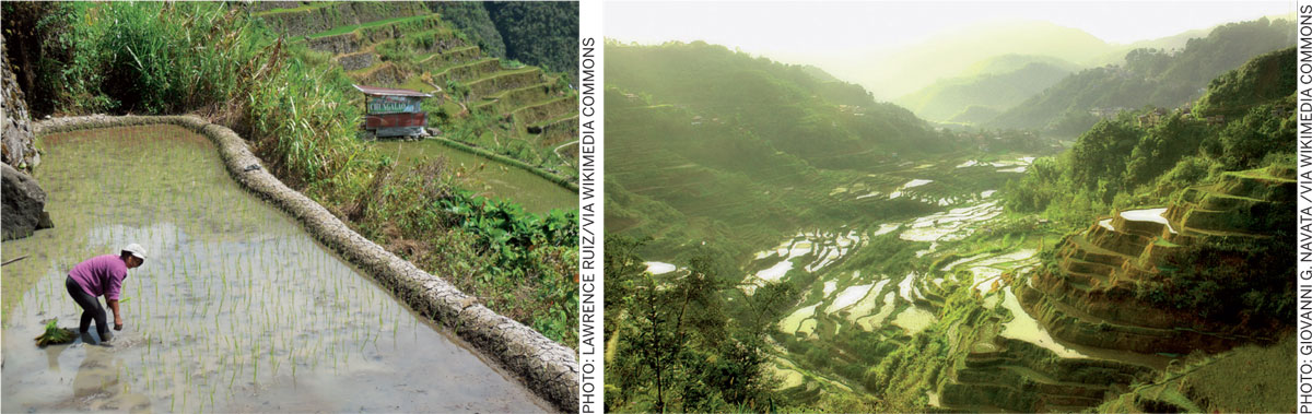Banes-Ifugao-Rice-terraces-fugao-woman-planting-rice-paddies-water-system