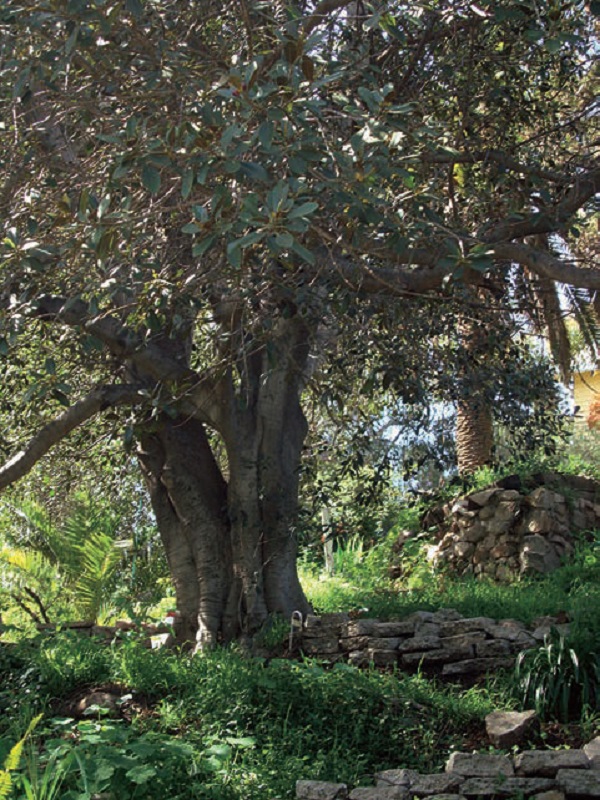 Ideal-Urban-Trees-Ficus-trees-evergreen-widely-planted-low-maintenance