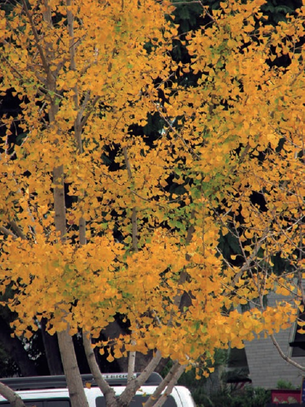 Ideal-Urban-Trees-Ginkgo-trees-deciduous-trees-widely-planted-street-trees-fruits-food-leaves-medicine