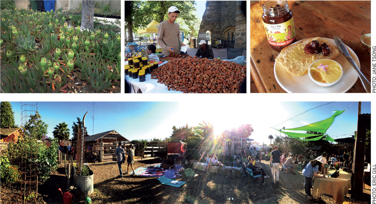 LIVING-LOS-ANGELES-Tending-Wilderness-Landscapes-acreages-Carpobrotus-South-Africa-Sour-fig-jam-Moonwater-Compton-California