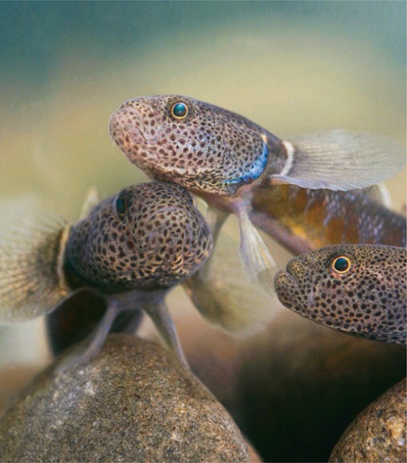 RIVER-OF-LIFE-bluegill-bully-male