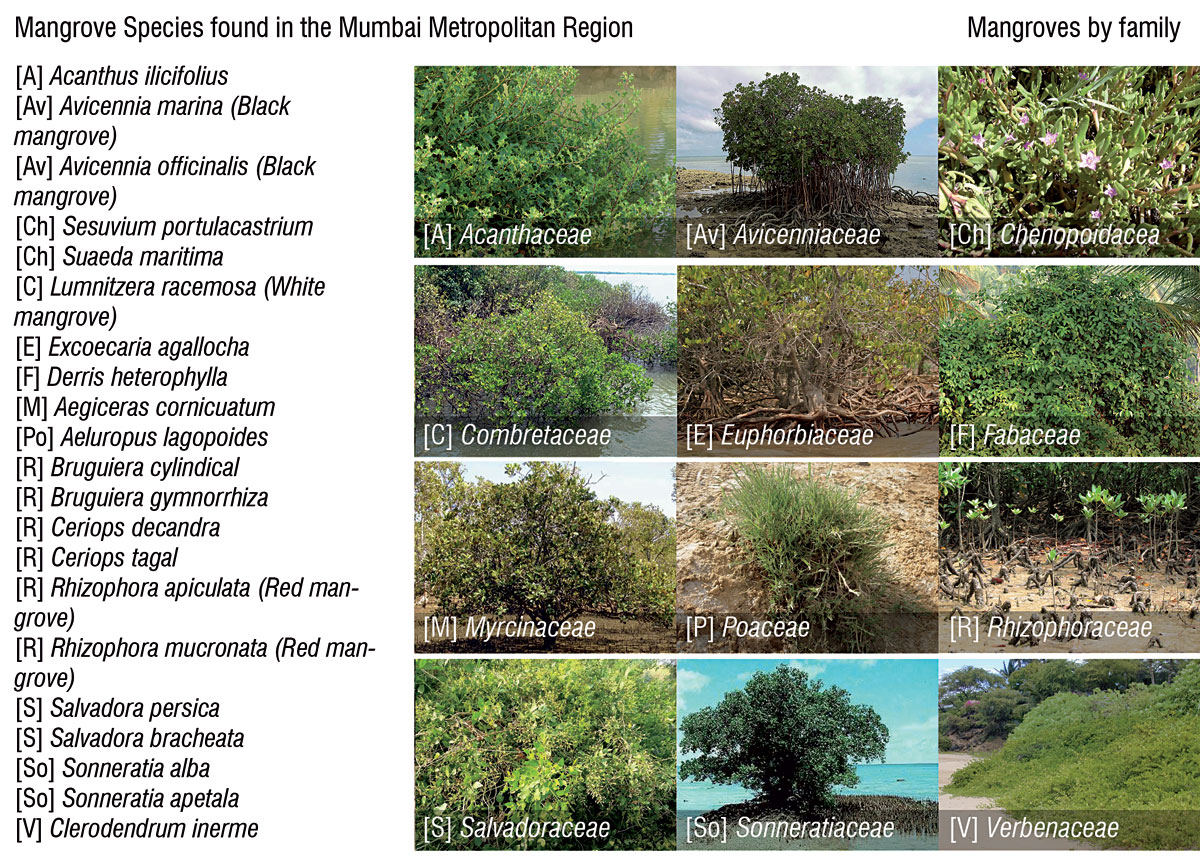 MANGROVES-MUMBAI-Mapping-Studies-Species-Diversity-Characteristics-Metropolitan-Region-Report-MMR-Environment-Improvement-Society