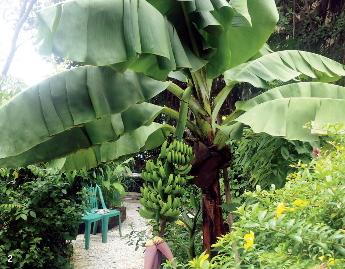 Going-Local-Many-fruits-easily-grown-rooftops