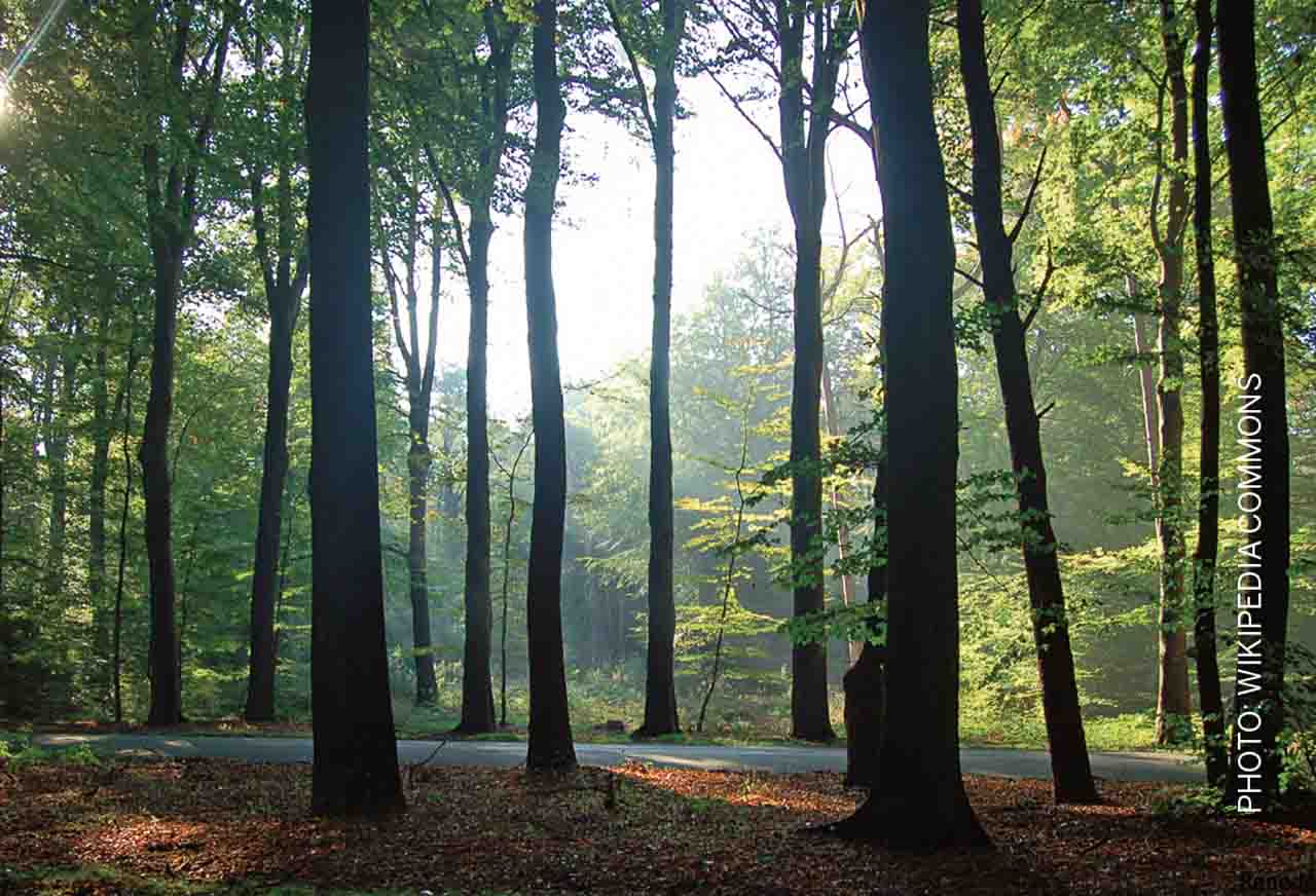 Tree-Therapy-Atlanta-City-forest-Road-flanked-Emmerdennen-Emmen
