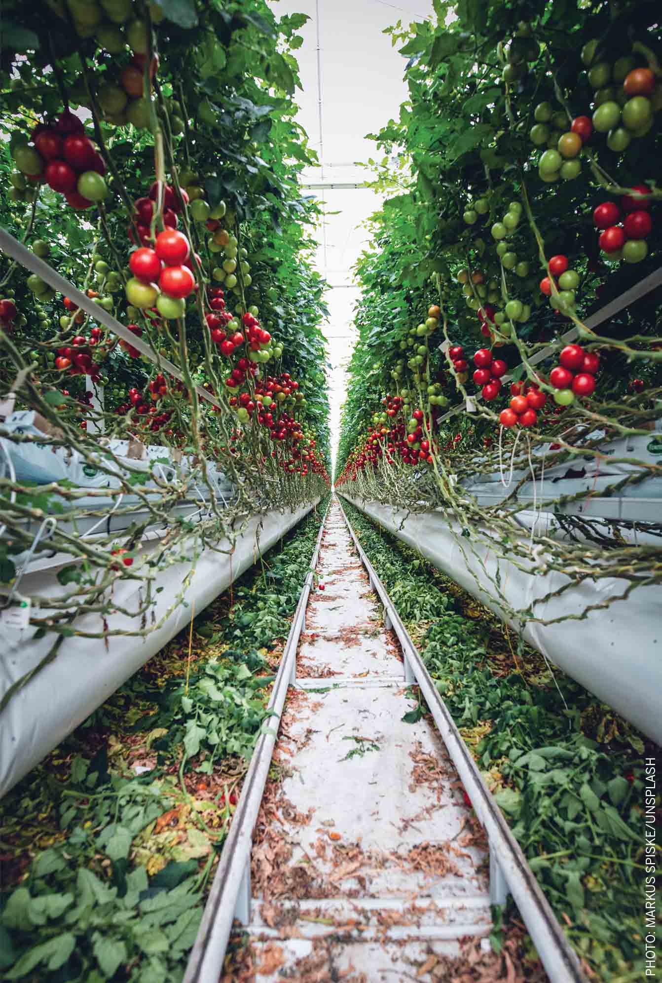 biodiveristy-us-tomato-farming-Bavaria-Germany