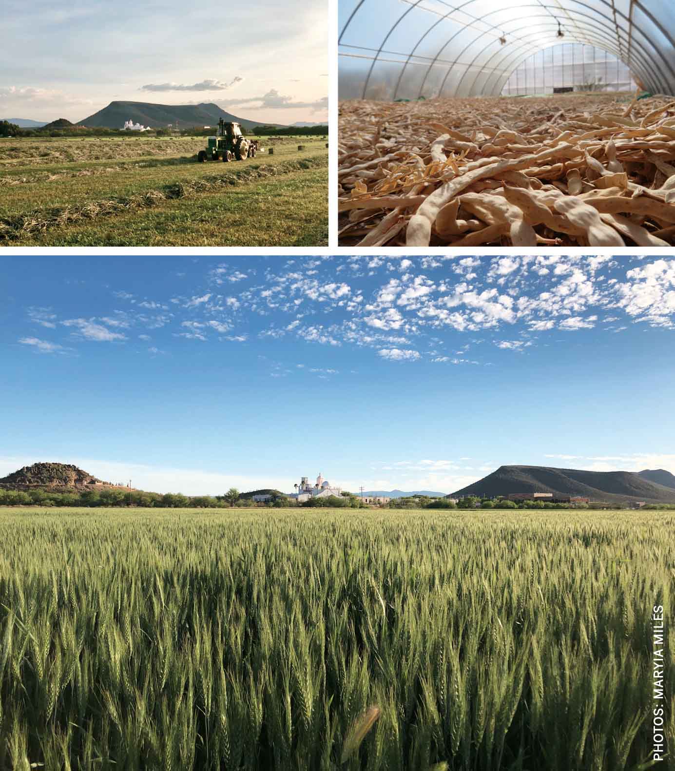 san-xavier-co-op-farm-may-2020-mesquite-pods-stored-greenhouses-wheat-growing-del-bac-mission-background