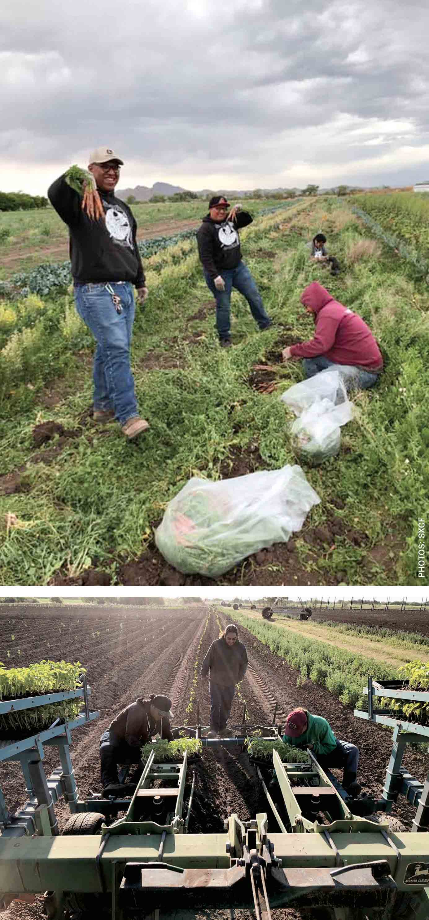conserving-yesterday-tomorrow-san-xavier-co-op-food-production-team-harvesting-carrots-2019-planting-green-chili-transplants-2018