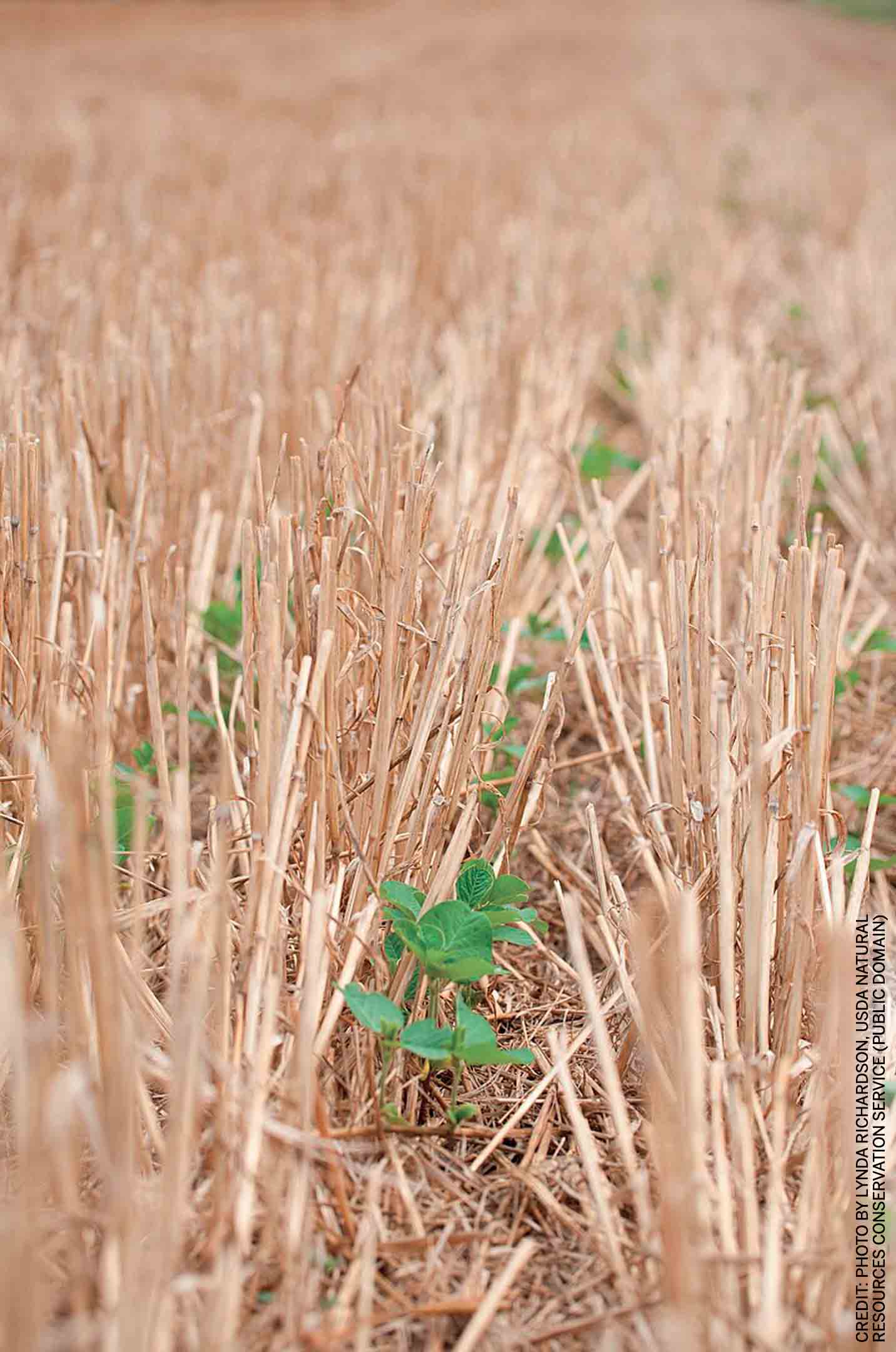 natural-service-design-practice-crop-rotation-planting-leads-growing-many-different-types-encourages-soil-health-photo-newly-planted-soybean-plants-emerging-from-residue-left-behind-prior-wheat-harvest-wildlife-overpass-banff-provides-pathway-animal-cross-without-intersecting-highway-traffic