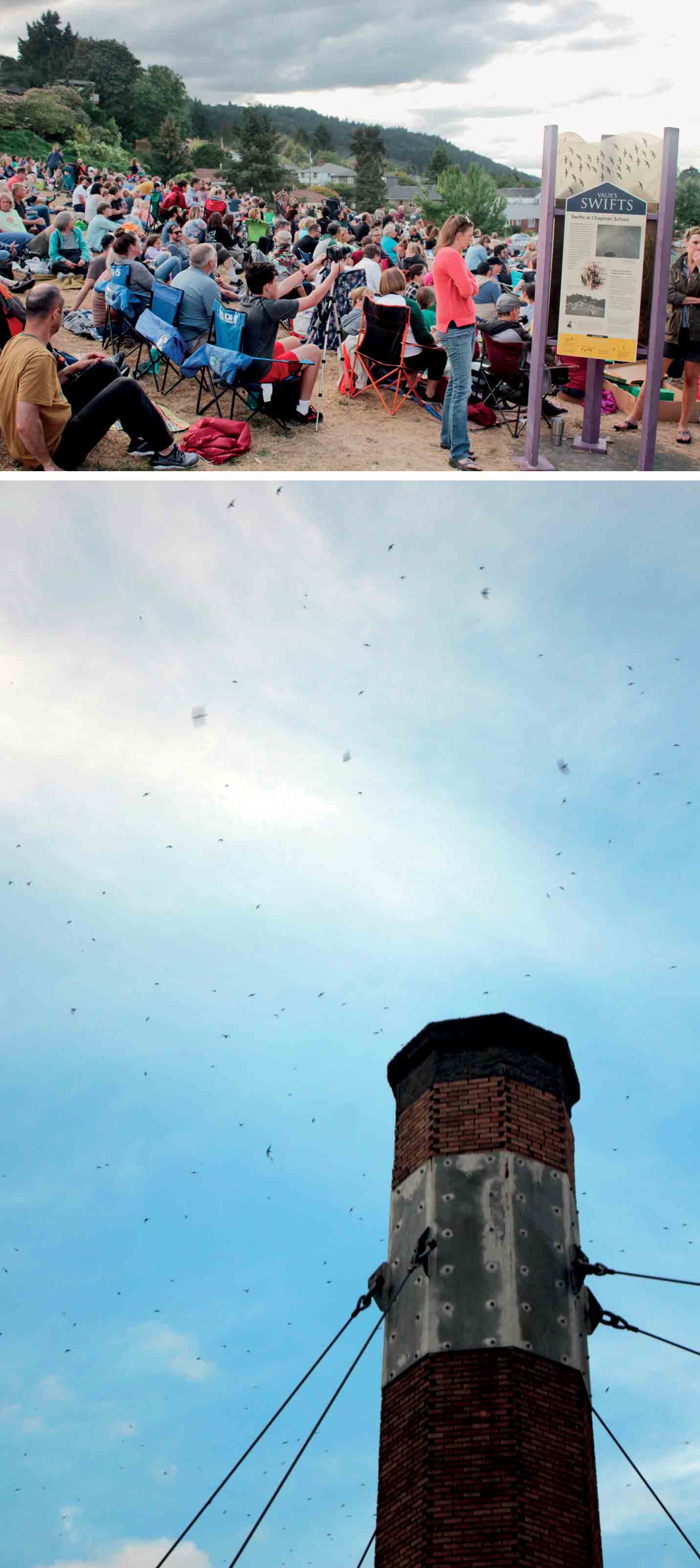 promise-bird-friendly-cities-every-september-evening-residents-portland-oregon-converge-site-chapman-elementary-school-witness-spectacle-thousands-swirling-migrating-faux’s swifts-roost-chimney