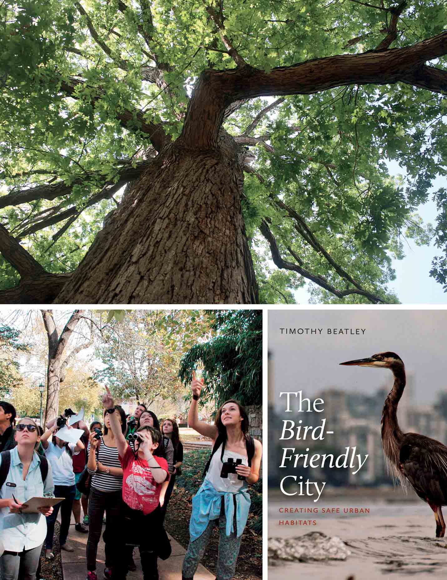 promise-bird-friendly-cities-white-oak-tree-raleigh-north-carolina-trees-provide-essential-habitat-birds-cities-must-better-job protecting-them-planting-protecting-native--like-one-especially-important-provide-more-food-especially-form-caterpillars-nesting-than any-other-north-american-species-tree-better-job-educating-residents-about-providing-opportunities-engage-directly-with-such-through-walks-like-one-shown-here-cover-friendly-city-book-published-island-press-2020