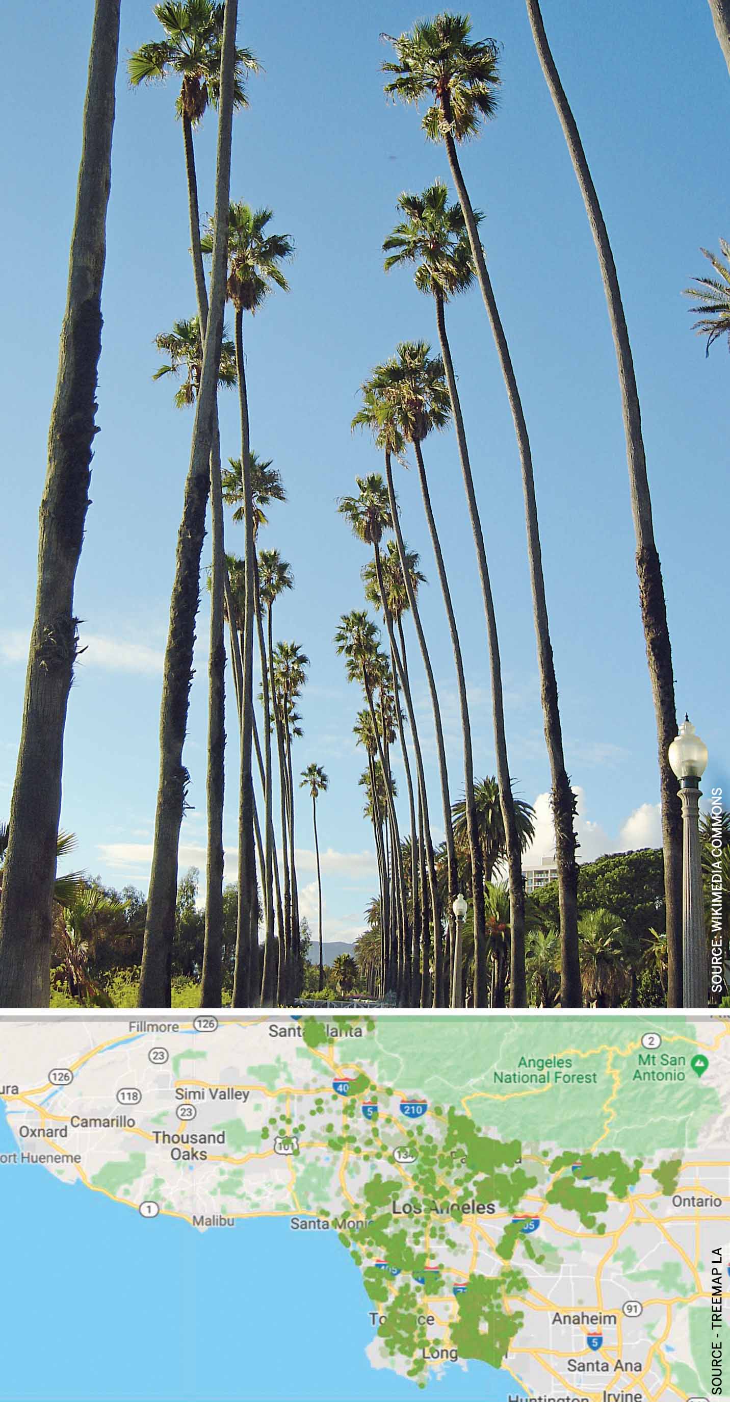 immigrant-trees-of-los-angeles-mexican-fan-palm-santa-monica-mapping-population-palms-los-angeles