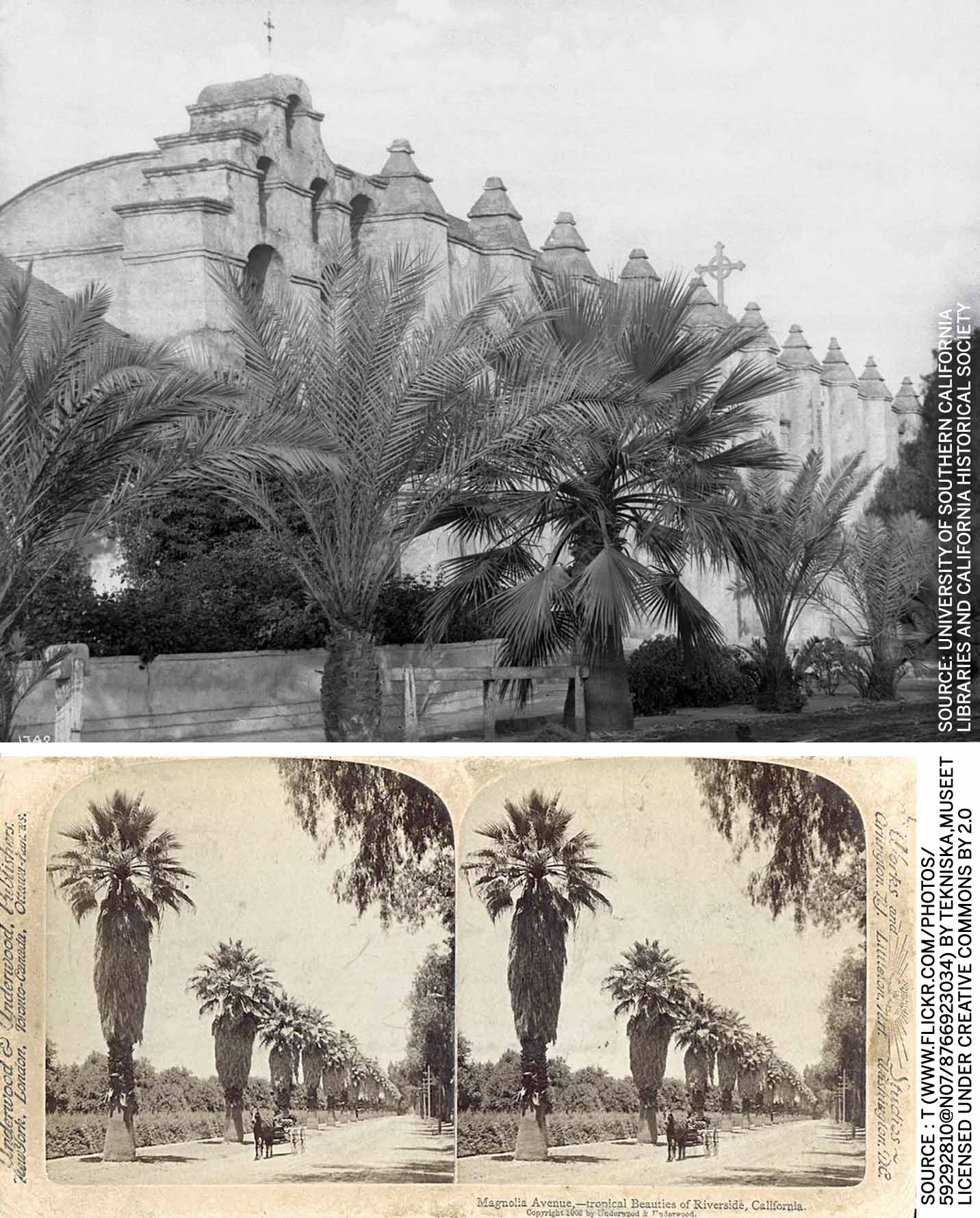 immigrant-trees-of-los-angeles-south-front-mission-sab-gabrie-palm-1900-ca-tropial-beauties-riverside-california-ca-1920
