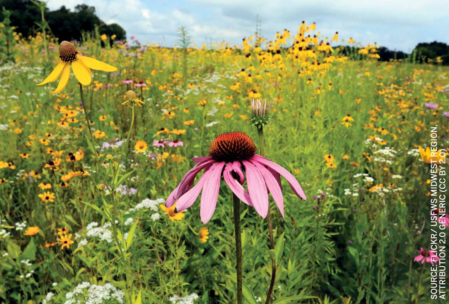 parking-lots-public-realms-strategies-reclaiming-autopian-spaces-restored-native-prairie-illinois