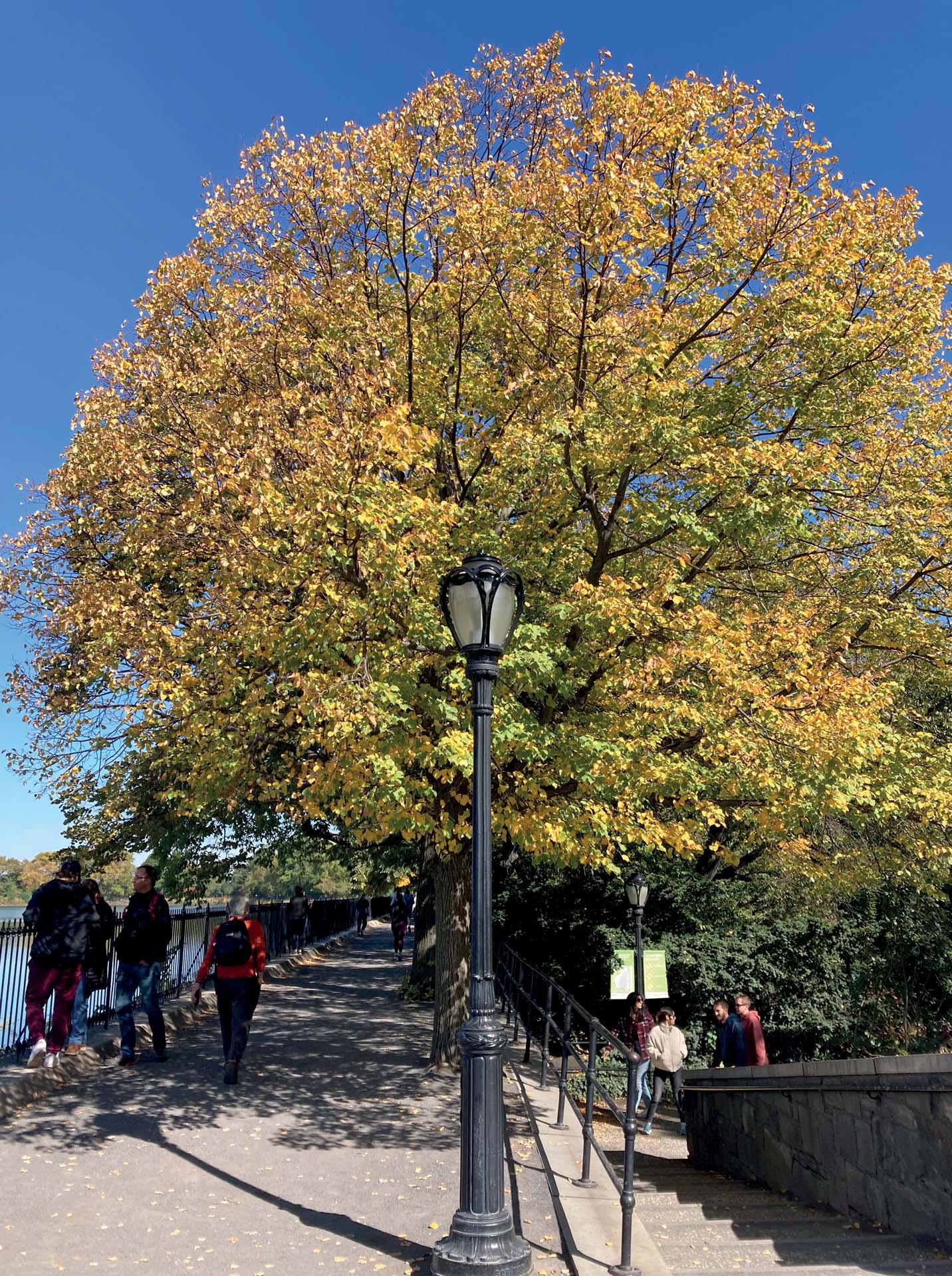 mind-in-the-city-colourful-leaves-east-side-reservoir-central-park