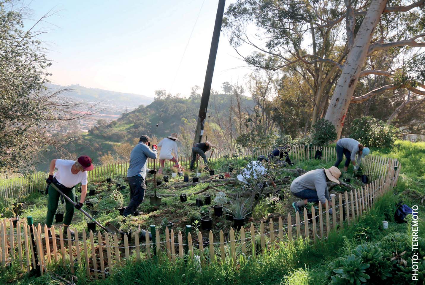 the-new-picturesque-style-and-sustainability-test-plot-joint-effort-terremoto-saturate-ca-citizens-committee-to-save-elysian-park-other-volunteers